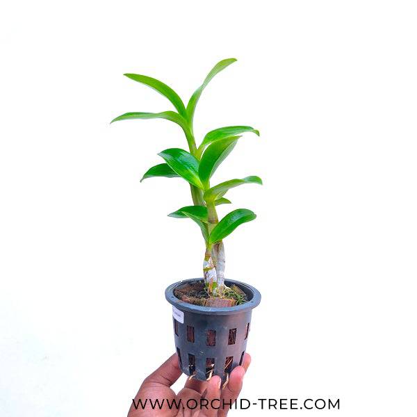Dendrobium Rabbit Prince - Without Flowers | BS - Buy Orchids Plants Online by Orchid-Tree.com