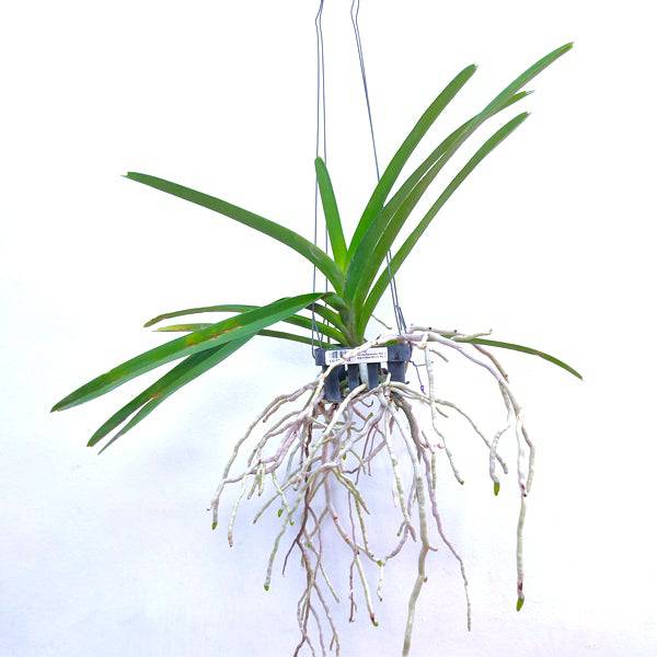 Vanda Paramate Star x Blitz’s Heartthrob No 1 - Without Flowers | BS - Buy Orchids Plants Online by Orchid-Tree.com