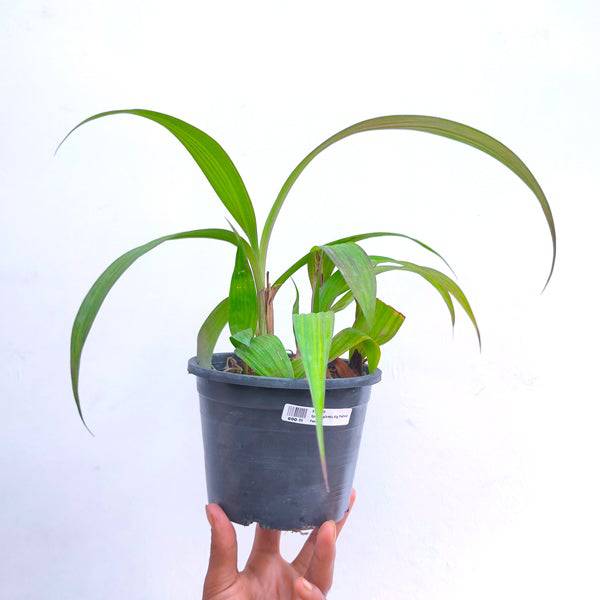 Spathoglottis Yellow Fancy - Without Flowers | BS - Buy Orchids Plants Online by Orchid-Tree.com