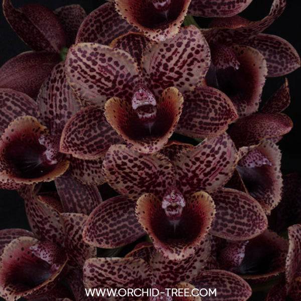 Catasetum (FDK.) After Dark Bakers Black Hole - Without Flowers | BS - Buy Orchids Plants Online by Orchid-Tree.com