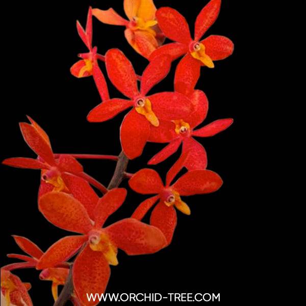 Vanda (Ren.) monachica x Asc. Curvifolium - With Buds | FF - Buy Orchids Plants Online by Orchid-Tree.com