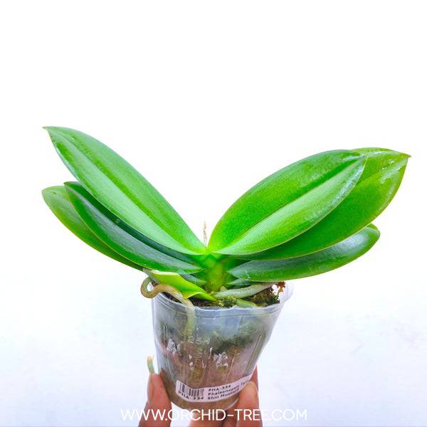 Phalaenopsis Tying Shin Mustard - With Small Spike | FF - Buy Orchids Plants Online by Orchid-Tree.com