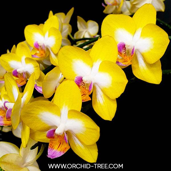 Phalaenopsis Yen Shuai Sweet Girl - With Spike | FF - Buy Orchids Plants Online by Orchid-Tree.com
