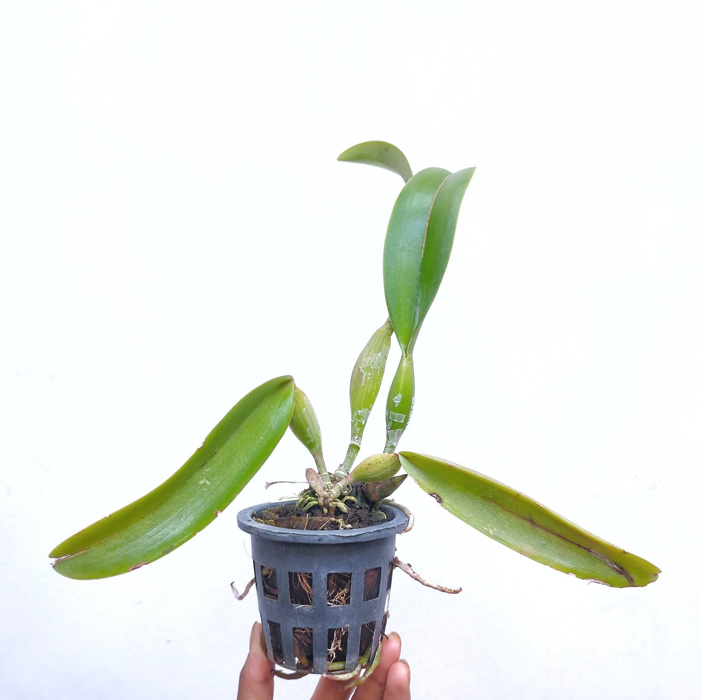 Cattleya (Rlc.) Chialin New City - Without Flowers | BS - Buy Orchids Plants Online by Orchid-Tree.com