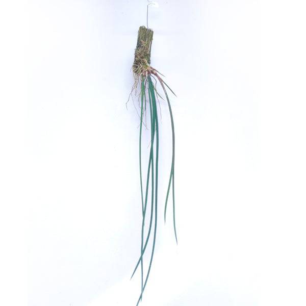 Trichocentrum stacyi sp. - Without Flowers | BS - Buy Orchids Plants Online by Orchid-Tree.com