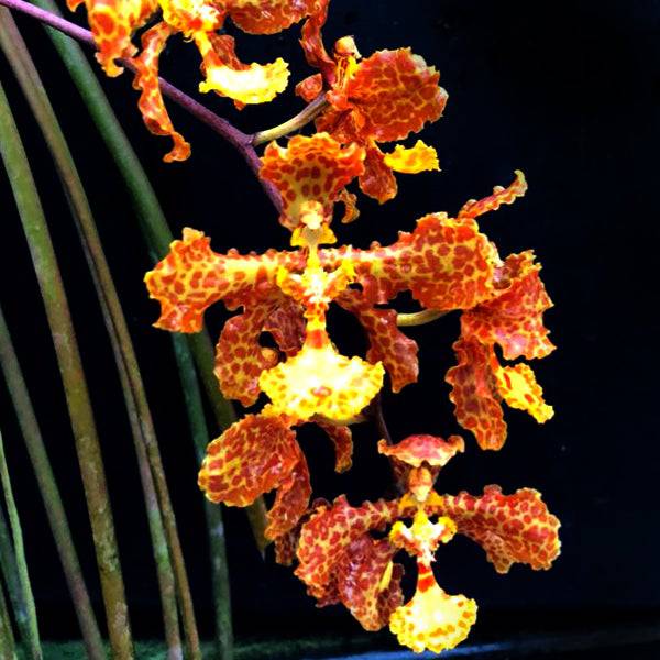 Trichocentrum stacyi sp. - Without Flowers | BS - Buy Orchids Plants Online by Orchid-Tree.com