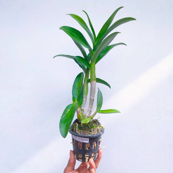 Dendrobium Pink Brown Twist - Without Flowers | BS - Buy Orchids Plants Online by Orchid-Tree.com