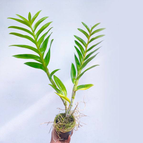 Dendrobium Rabbit Bangkok - Without Flowers | BS - Buy Orchids Plants Online by Orchid-Tree.com
