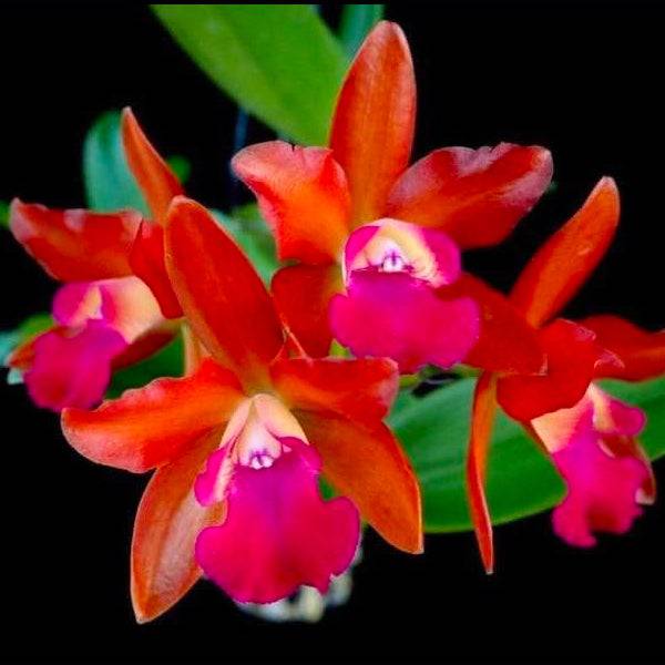 Cattleya Loog Tone Red - Without Flowers | BS - Buy Orchids Plants Online by Orchid-Tree.com