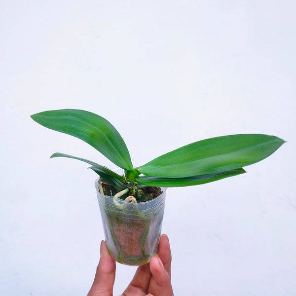 Phalaenopsis Sogo Red Star - With Small Spike | FF - Buy Orchids Plants Online by Orchid-Tree.com