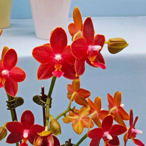 Phalaenopsis Sogo Red Star - With Small Spike | FF - Buy Orchids Plants Online by Orchid-Tree.com