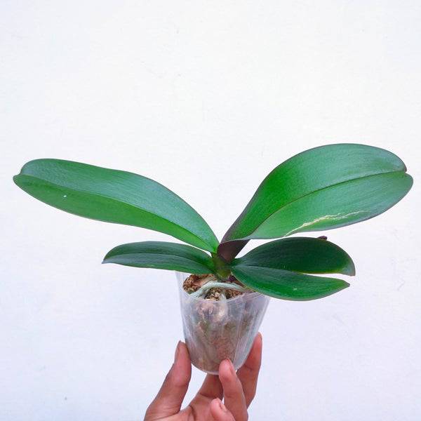 Phalaenopsis Charming Lee - With Spike | FF - Buy Orchids Plants Online by Orchid-Tree.com