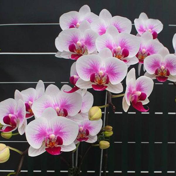 Phalaenopsis Charming Lee - With Spike | FF - Buy Orchids Plants Online by Orchid-Tree.com