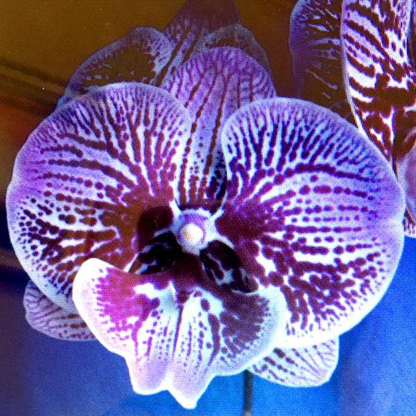Phalaenopsis Little Devil - With Small Spike | FF - Buy Orchids Plants Online by Orchid-Tree.com