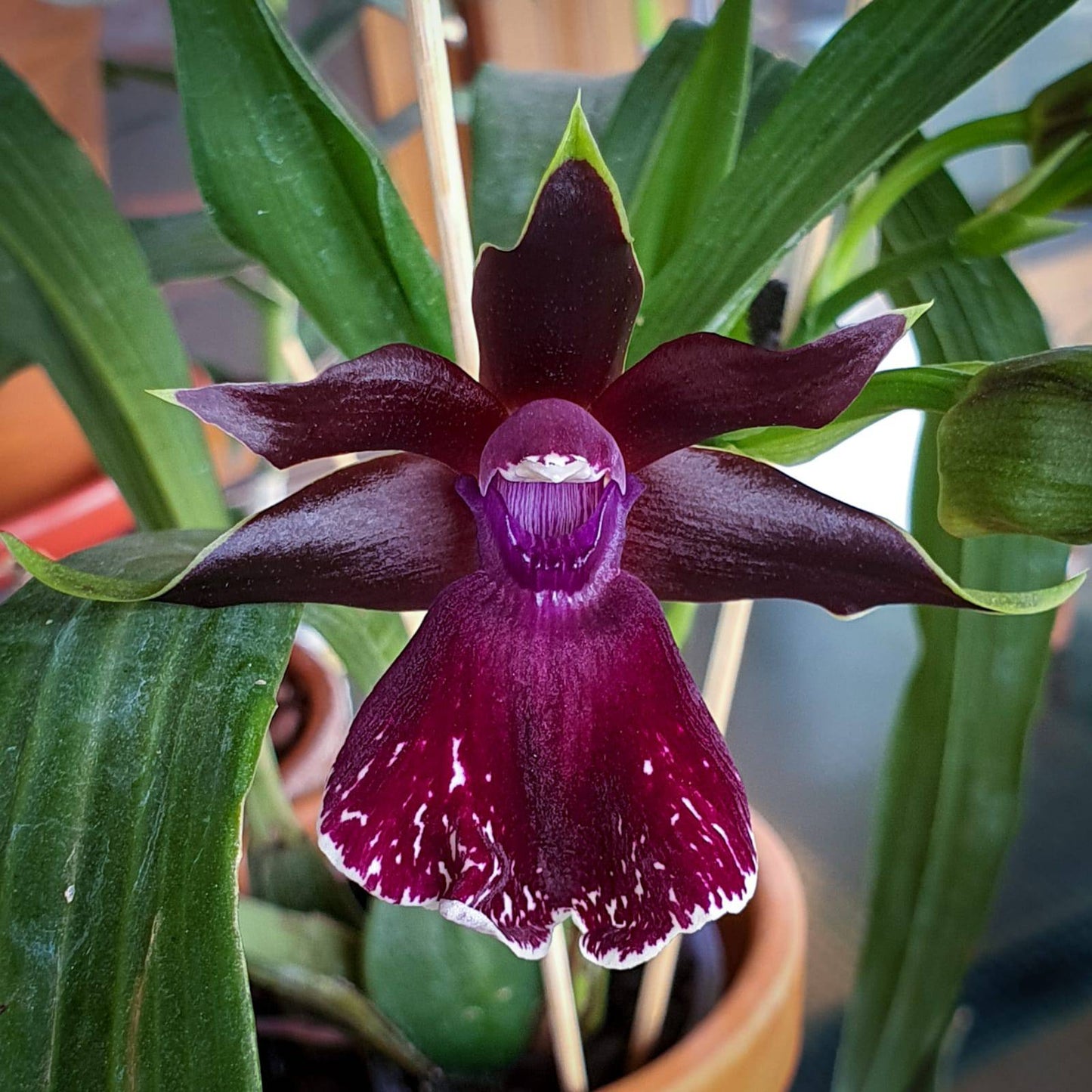 Zygolum Louisendorf 'Rhein Moonlight' - Without Flowers | BS - Buy Orchids Plants Online by Orchid-Tree.com