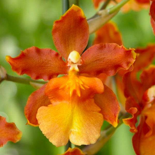 Oncidium (Odcdm.) Catatante 'Pacific Sunburst' - Without Flowers | BS - Buy Orchids Plants Online by Orchid-Tree.com