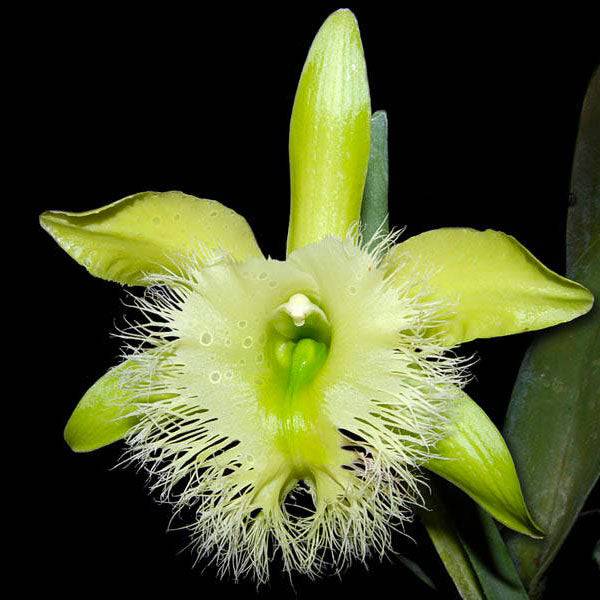 Cattleya (B.) digbyana sp. - Without Flowers | BS - Buy Orchids Plants Online by Orchid-Tree.com