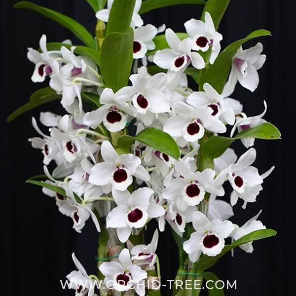 Dendrobium Yukidaruma King - Without Flowers | BS - Buy Orchids Plants Online by Orchid-Tree.com