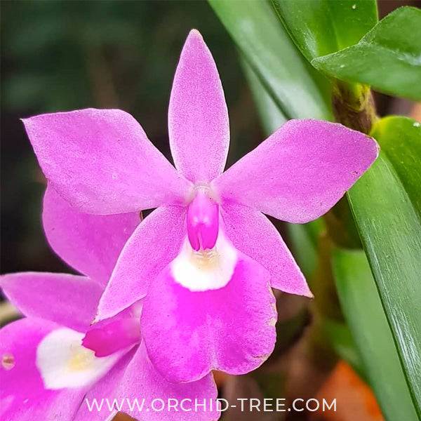 Dimerandra emarginata sp. - Without Flower | BS - Buy Orchids Plants Online by Orchid-Tree.com
