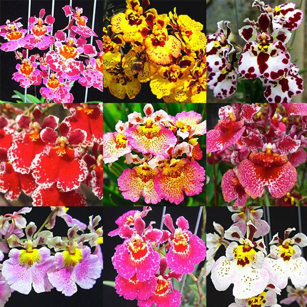 Tolumnia Assorted - Without Flowers | BS - Buy Orchids Plants Online by Orchid-Tree.com