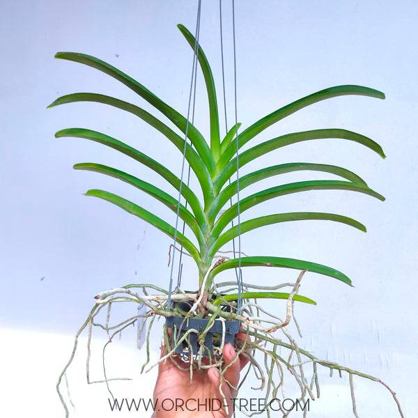 Vanda Tubtim Velvet x Fuchs Delight - Without Flowers | BS - Buy Orchids Plants Online by Orchid-Tree.com