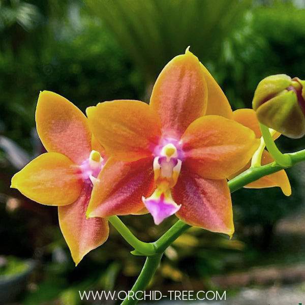 Phalaenopsis Meidarland Chambe - Without Flowers | BS - Buy Orchids Plants Online by Orchid-Tree.com