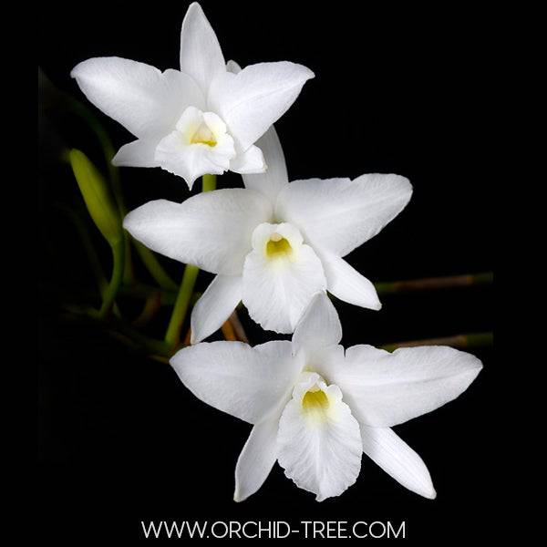 Cattleya (L.) rubescens var alba - Without Flowers | BS - Buy Orchids Plants Online by Orchid-Tree.com