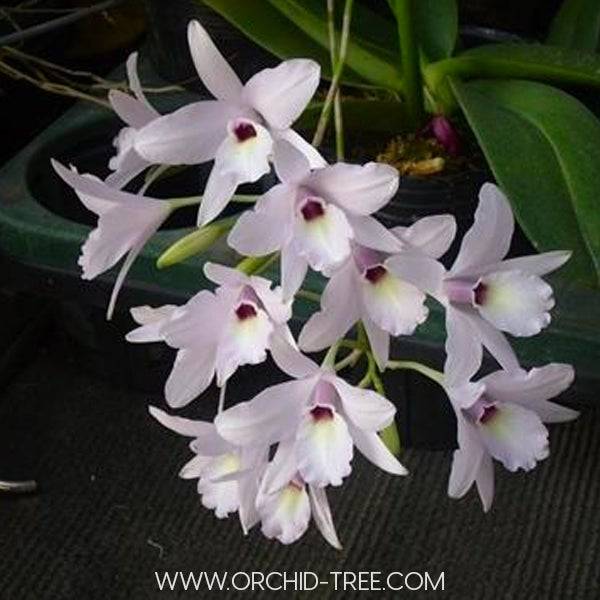 Cattleya (L.) rubescens var alba - Without Flowers | BS - Buy Orchids Plants Online by Orchid-Tree.com