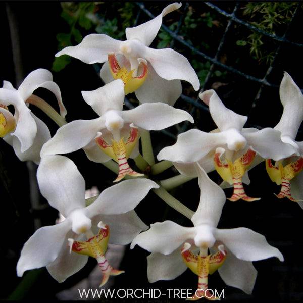 Paraphalaenopsis serpentilingua sp. - Without Flowers | BS - Buy Orchids Plants Online by Orchid-Tree.com