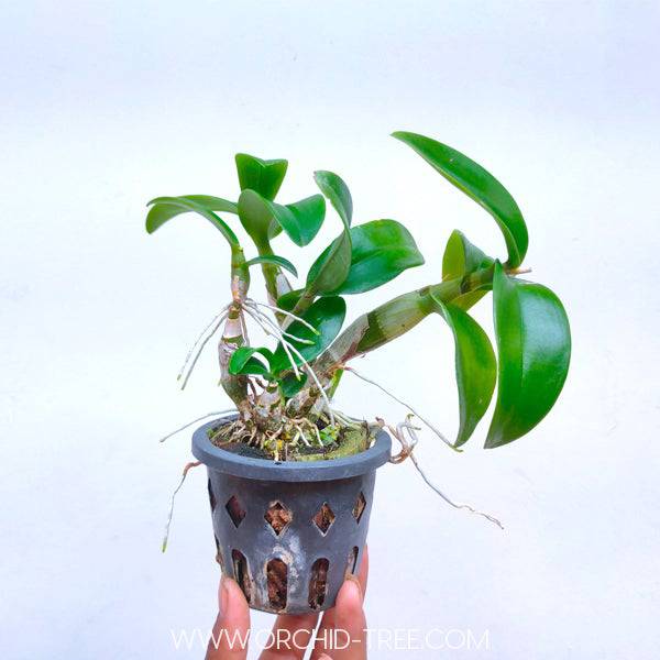 Dendrobium Happy - Without Flowers | MS Miniature - Buy Orchids Plants Online by Orchid-Tree.com