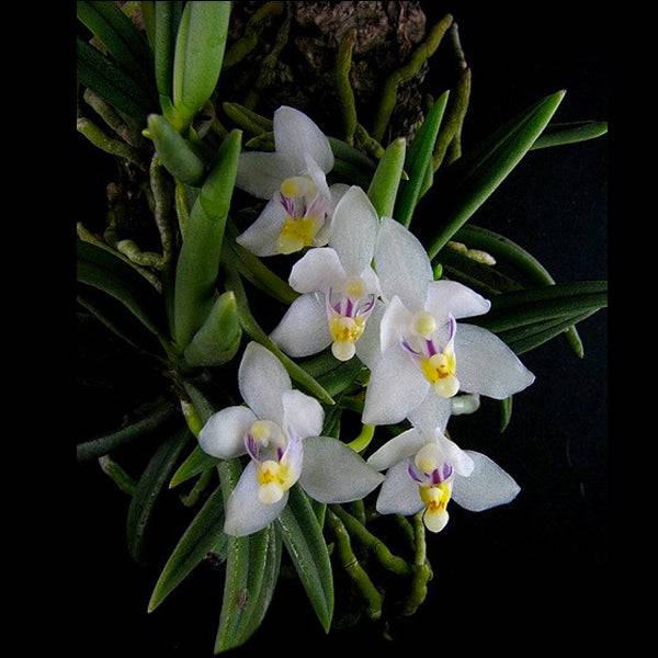 Pteroceras semiteretifolium sp. - Without Flowers | BS - Buy Orchids Plants Online by Orchid-Tree.com