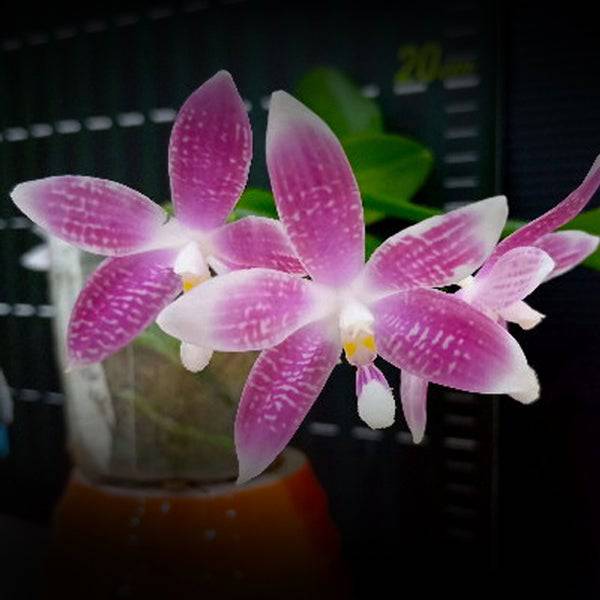 Phalaenopsis speciosa 'plaid' sp. - Without Flowers | BS - Buy Orchids Plants Online by Orchid-Tree.com