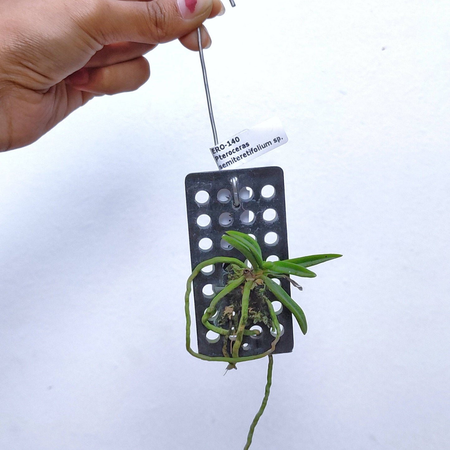 Pteroceras semiteretifolium sp. - Without Flowers | BS - Buy Orchids Plants Online by Orchid-Tree.com