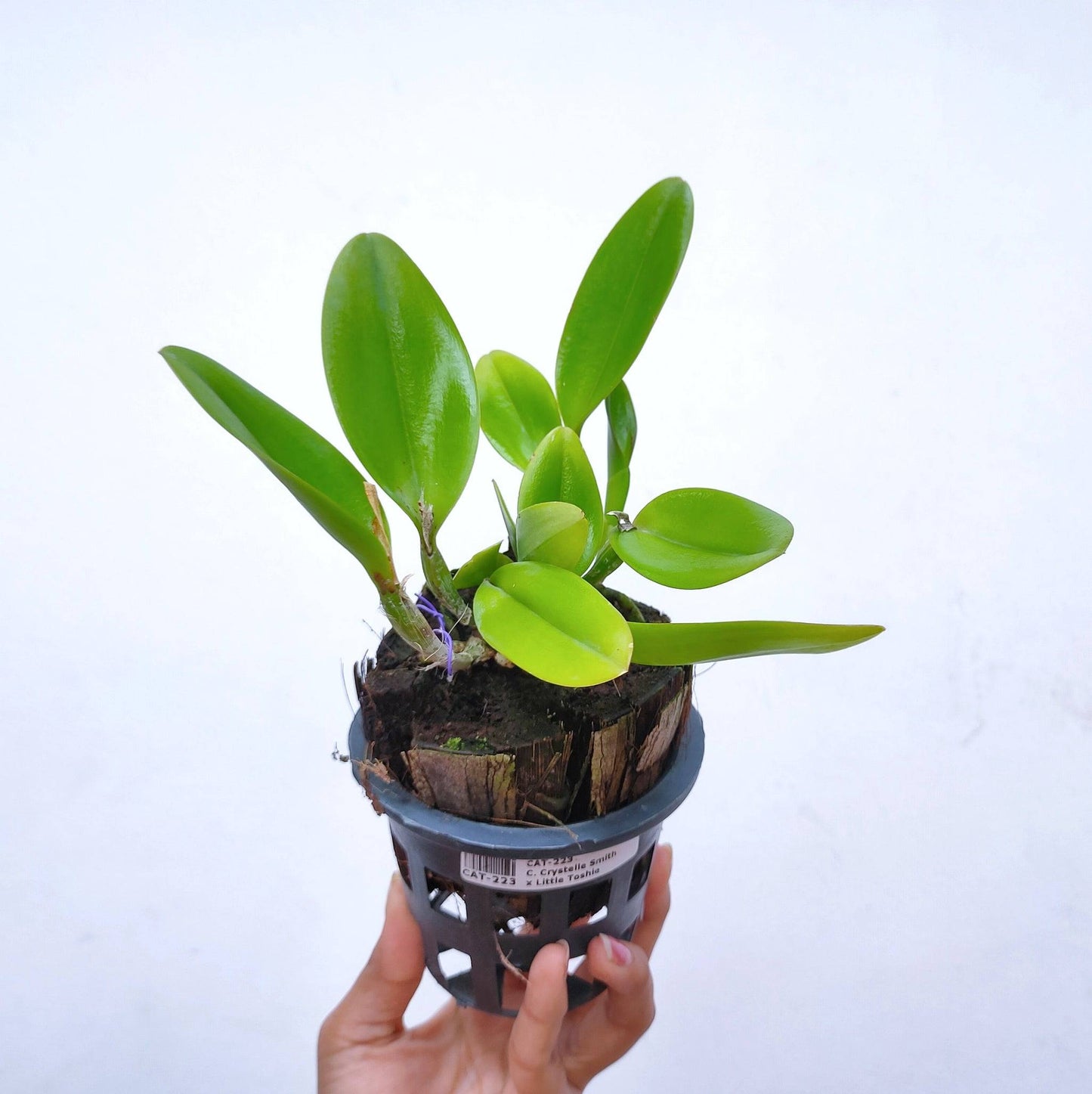 Cattleya Crystelle Smith x Little Toshie - Without Flowers | BS - Buy Orchids Plants Online by Orchid-Tree.com