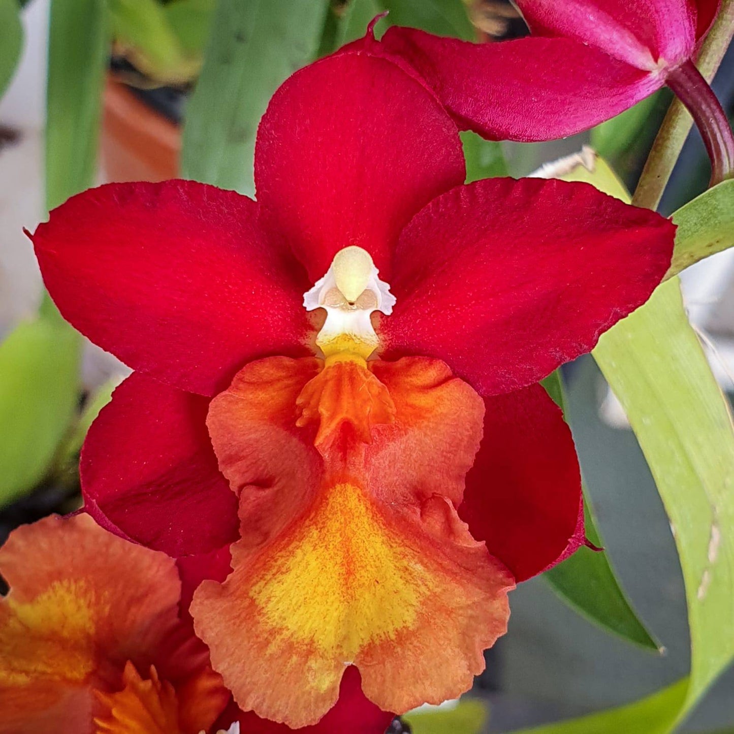 Oncidium (Wils.) Fire Alarm - Without Flowers | BS - Buy Orchids Plants Online by Orchid-Tree.com