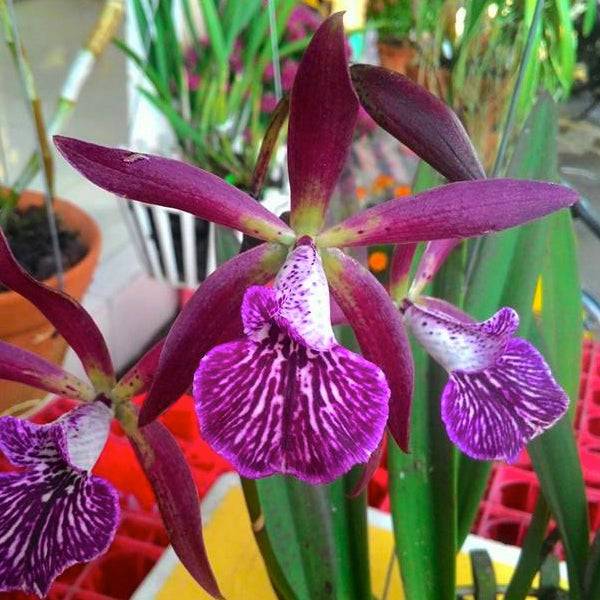 Encyleyvola Grapelade - Without Flowers | BS - Buy Orchids Plants Online by Orchid-Tree.com