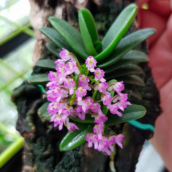 Schoenorchis fragrans sp. - Without Flowers | BS - Buy Orchids Plants Online by Orchid-Tree.com