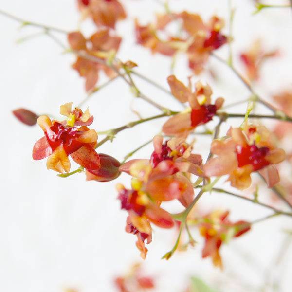 Oncidium Twinkle Orange - Without Flowers | BS - Buy Orchids Plants Online by Orchid-Tree.com