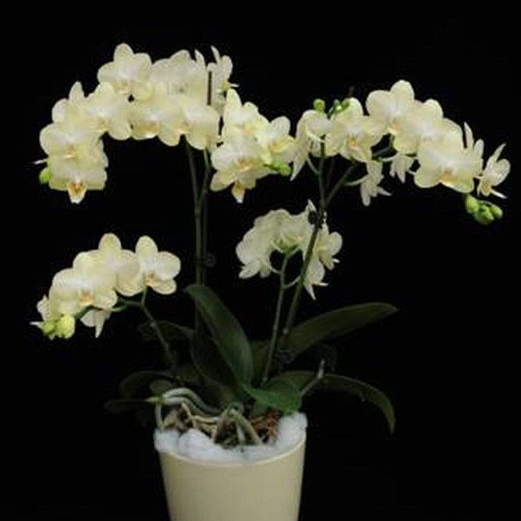 Phalaenopsis Tai Lin - Without Flowers | BS - Buy Orchids Plants Online by Orchid-Tree.com