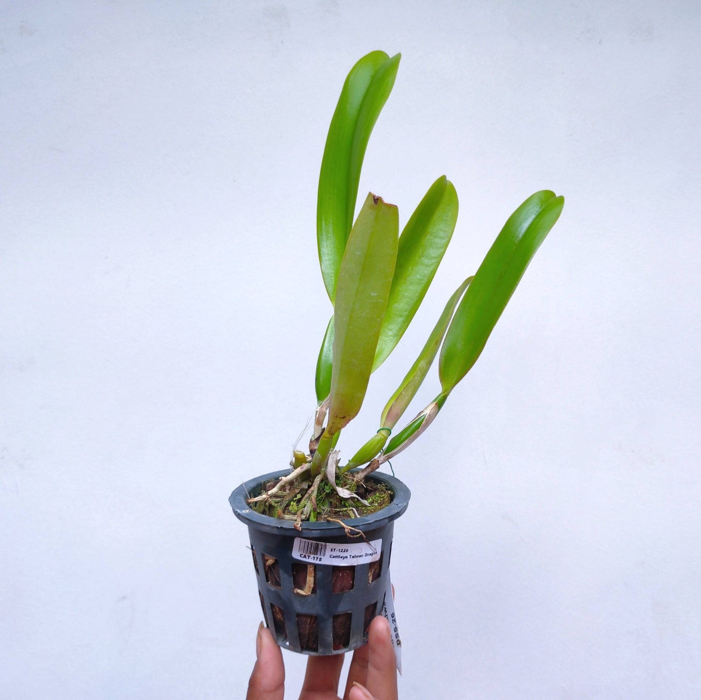 Cattleya Taiwan Dragon - Without Flowers | BS - Buy Orchids Plants Online by Orchid-Tree.com