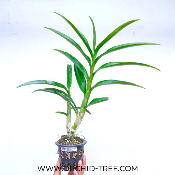 Dendrobium Uthai Yellow Red Lip - Without Flowers | BS - Buy Orchids Plants Online by Orchid-Tree.com