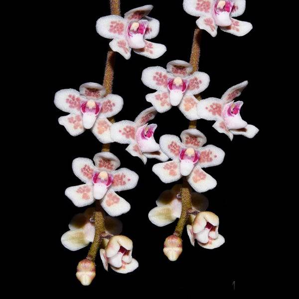 Chiloschista viridiflava 'sakura' - Without Flower | BS - Buy Orchids Plants Online by Orchid-Tree.com