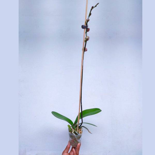 Phalaenopsis Fullers Blood mint - With Flowers | FF - Buy Orchids Plants Online by Orchid-Tree.com