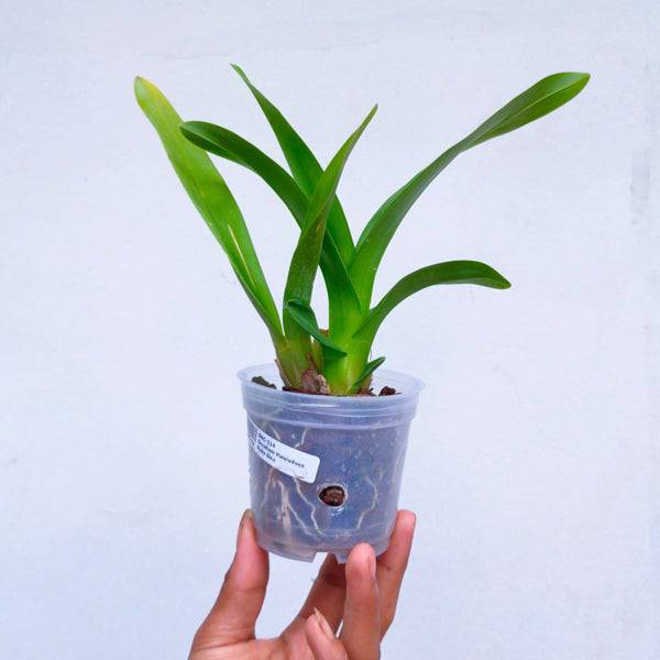 Oncidium Hwuluduen Gina - Without Flowers | BS - Buy Orchids Plants Online by Orchid-Tree.com