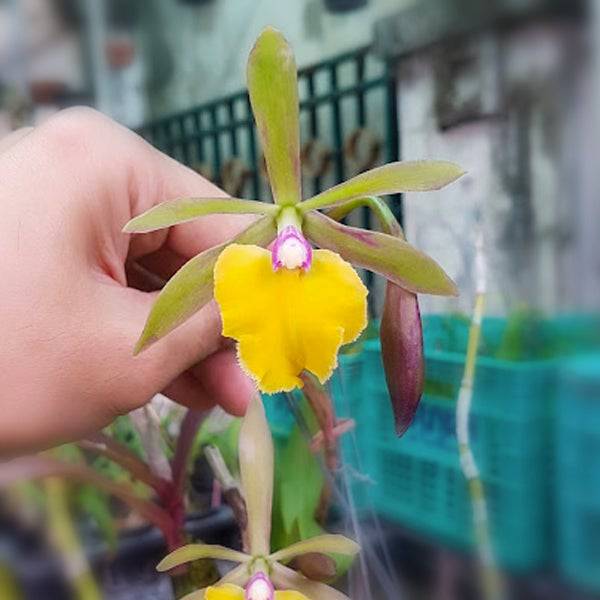 Cattleya (Epc.) Rene Marques Flame Thrower x Rvm. Janette Reader - Without Flowers | BS - Buy Orchids Plants Online by Orchid-Tree.com