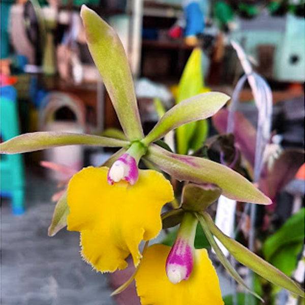 Cattleya (Epc.) Rene Marques Flame Thrower x Rvm. Janette Reader - Without Flowers | BS - Buy Orchids Plants Online by Orchid-Tree.com