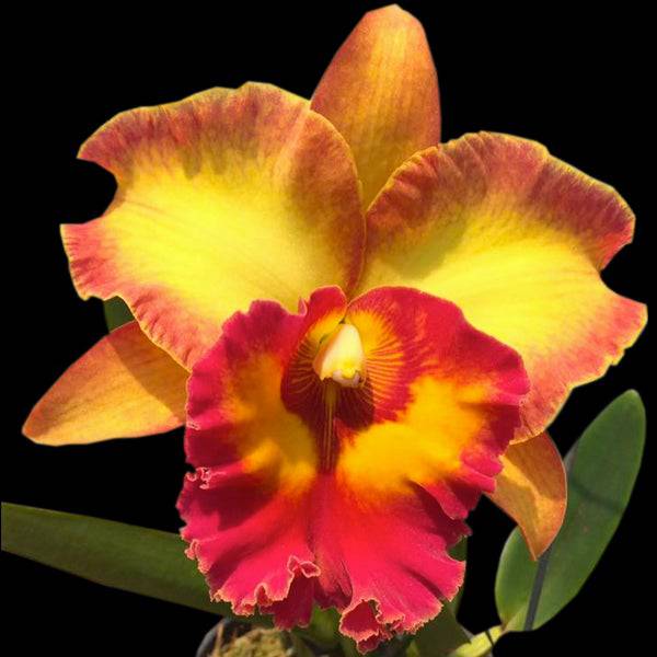 Cattleya Chomthong Fancy - Without Flowers | BS - Buy Orchids Plants Online by Orchid-Tree.com
