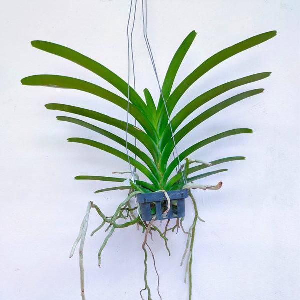 Vanda Jimmy Miller x Bitz's Heartthrob - With Spike | FF - Buy Orchids Plants Online by Orchid-Tree.com