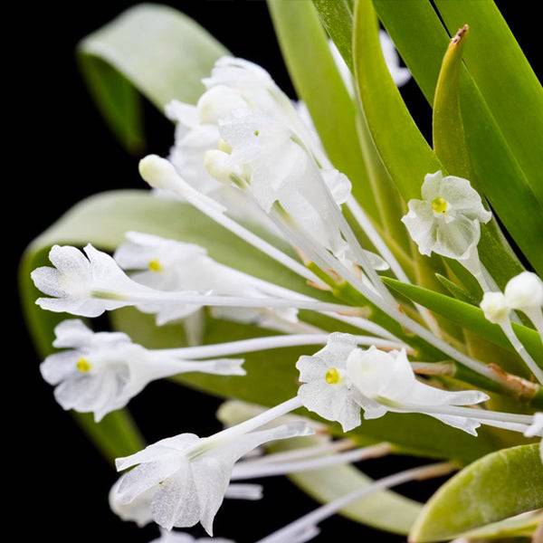 Podangis dactyloceras sp. - Without Flowers | BS - Buy Orchids Plants Online by Orchid-Tree.com