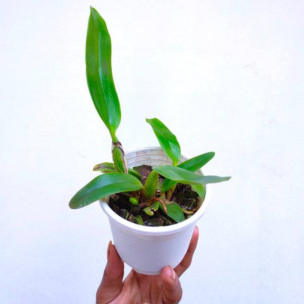 Cattleya (Laelia) purpurata var. werkhauseri sp. - Without Flowers | BS - Buy Orchids Plants Online by Orchid-Tree.com